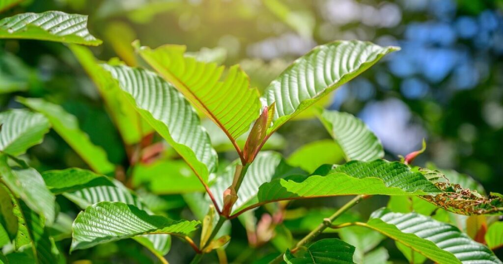 What Is 7-OH? Breaking Down the Science Behind Kratom
